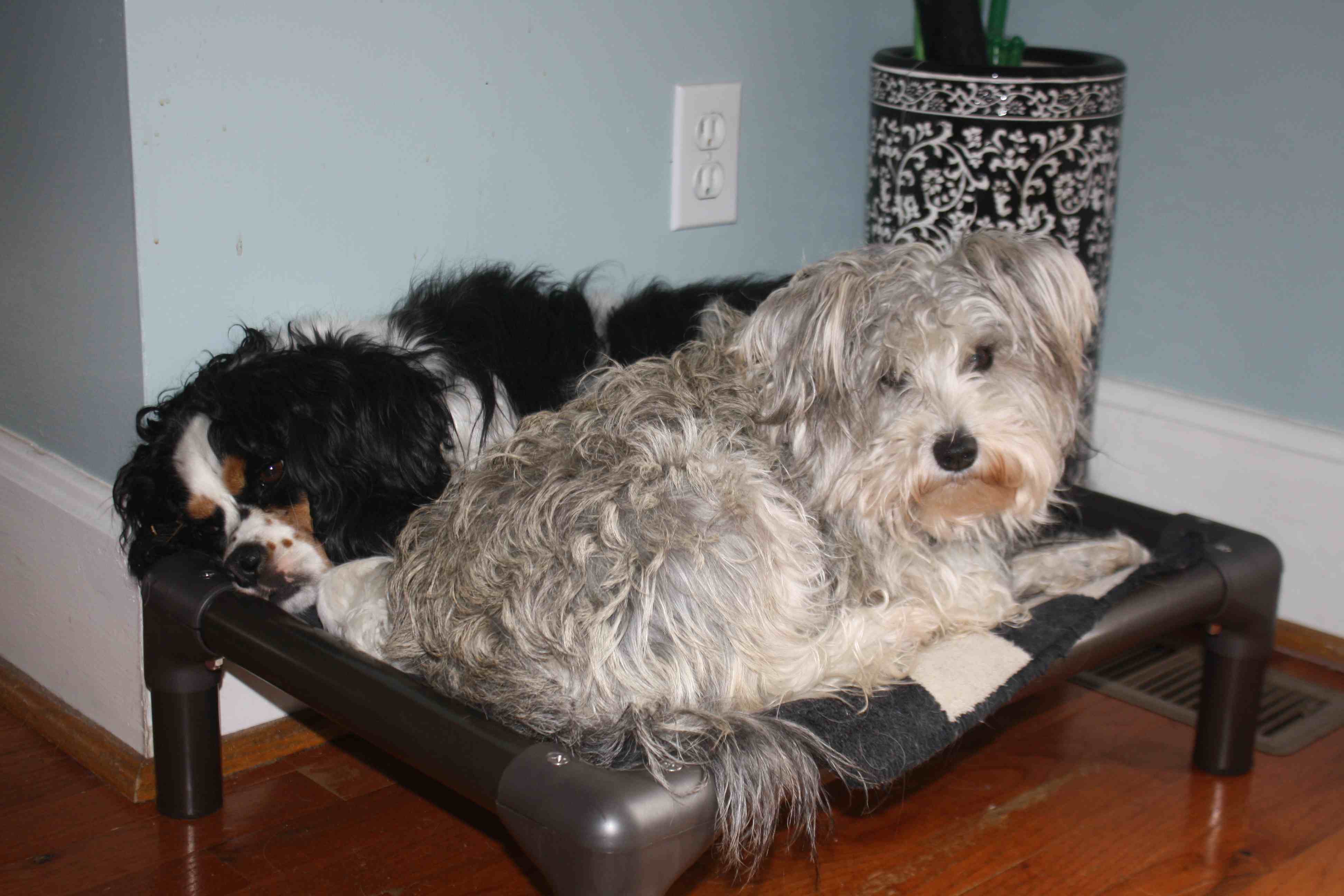 2017-03-30 Pepper and Gussie.jpg